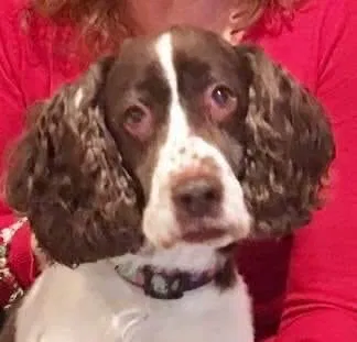 Lost dog in Atkins, IA, 52206