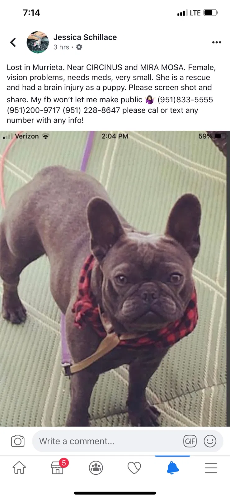 Lost dog in Murrieta, CA, 92563