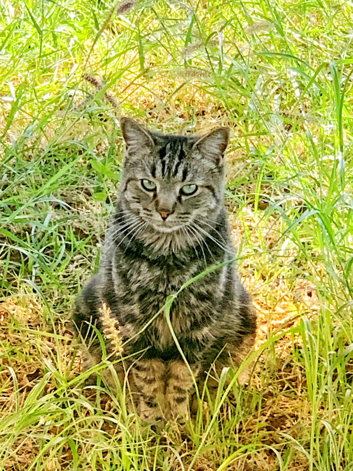 Lost cat in Tempe, AZ, 85281