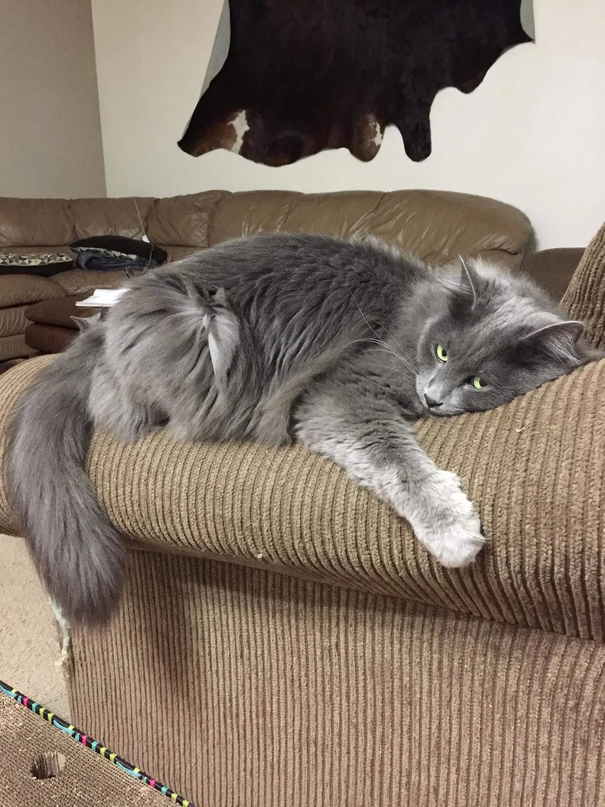 Lost cat in Phoenix, AZ, 85027