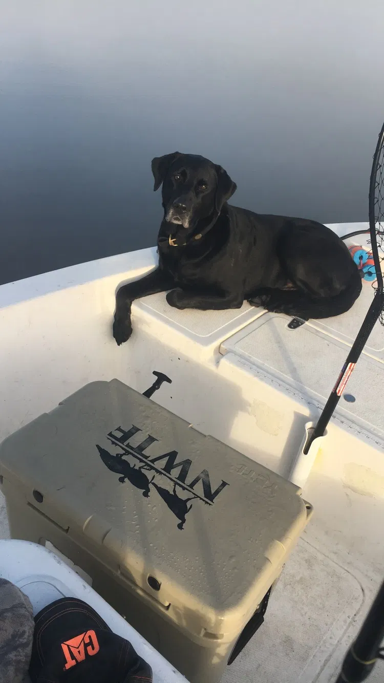 Lost dog in Florence, SC, 29505