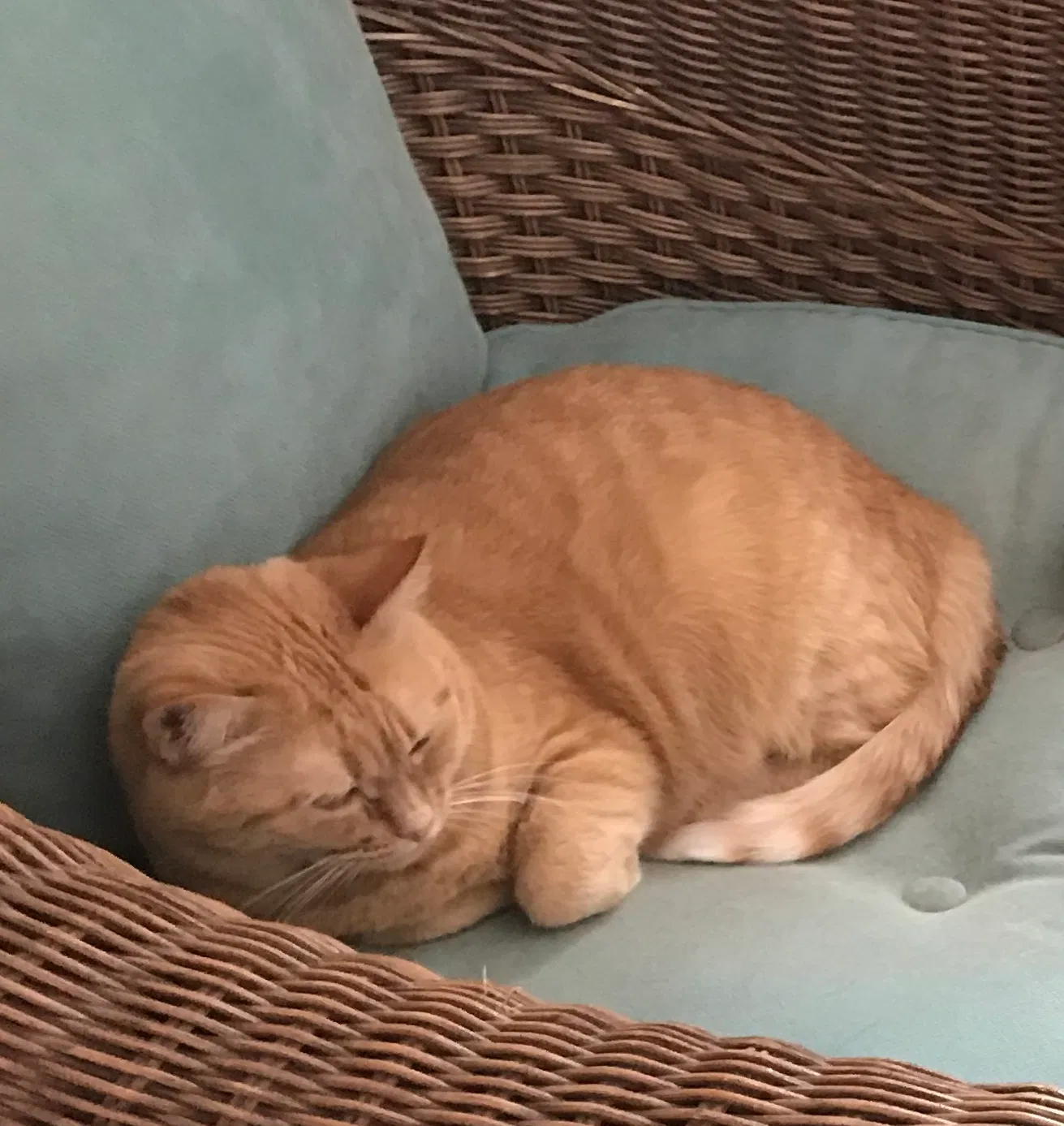 Lost cat in Granger, IN, 46530