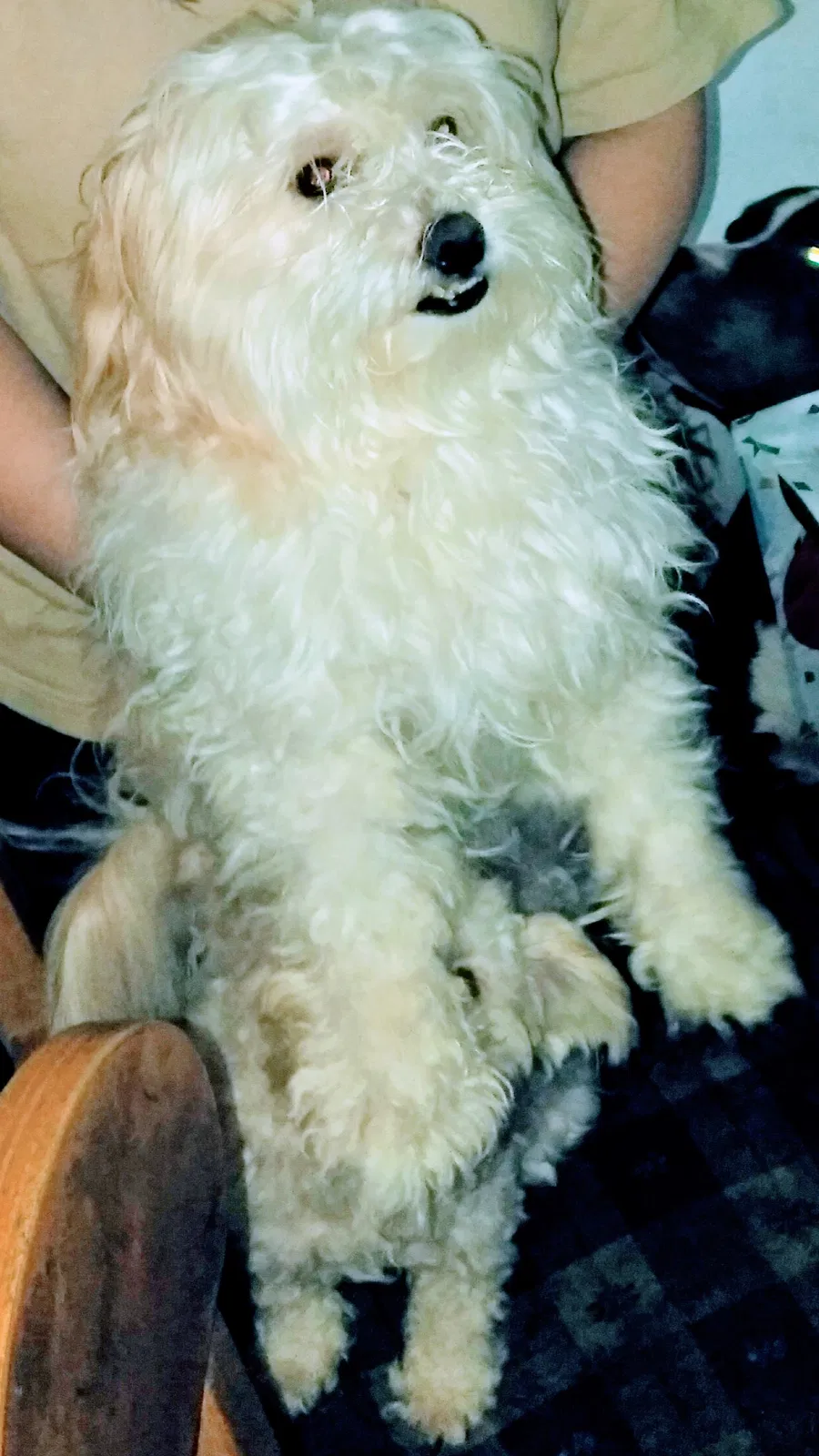 Lost dog in Chicago, IL, 60632