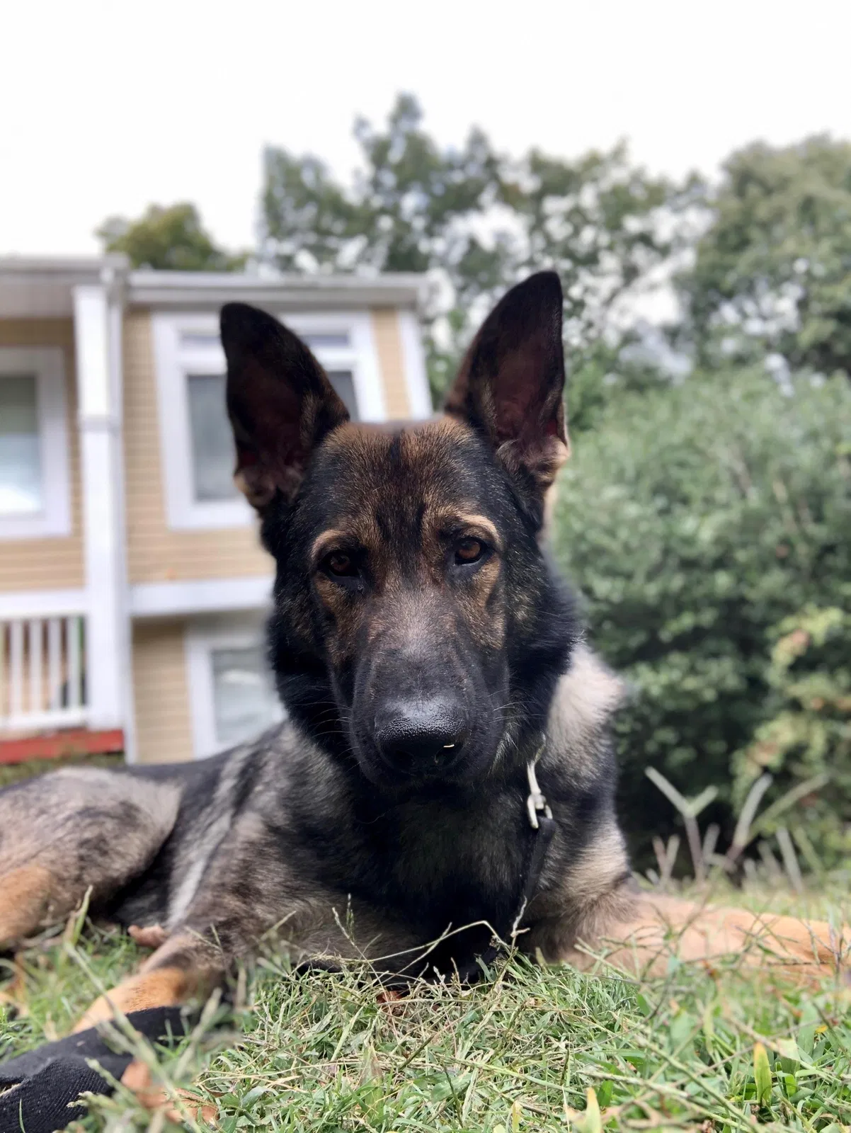 Lost dog in Richmond, VA, 23235