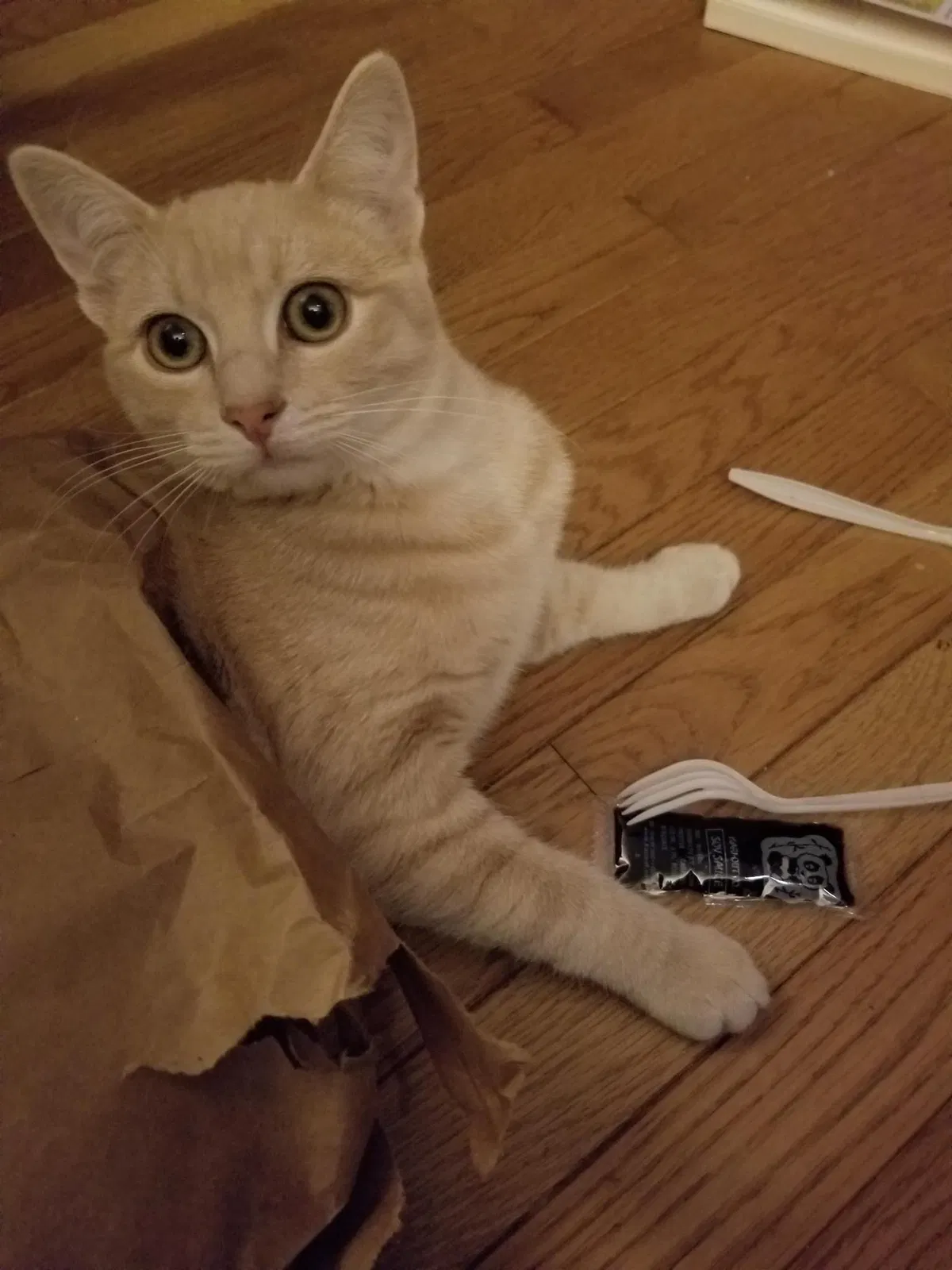 Lost cat in Columbia, MO, 65202