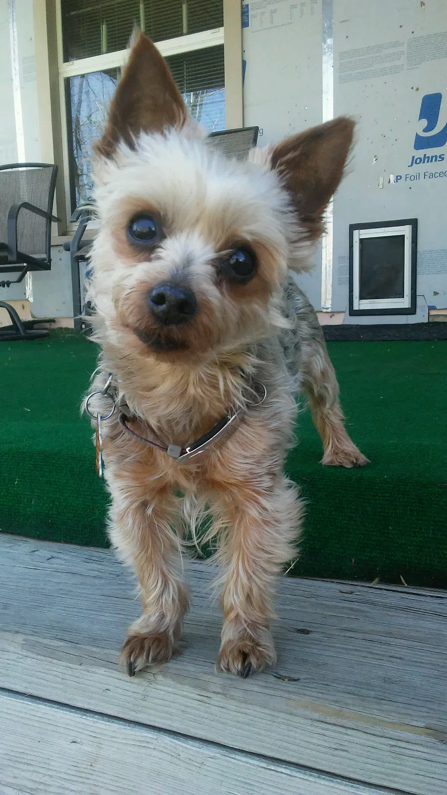 Lost dog in Bruceville, TX, 76630