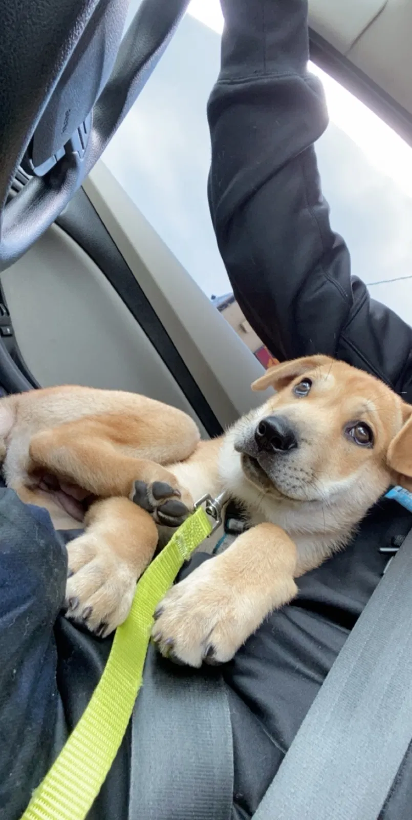 Lost dog in Miami, FL, 33127