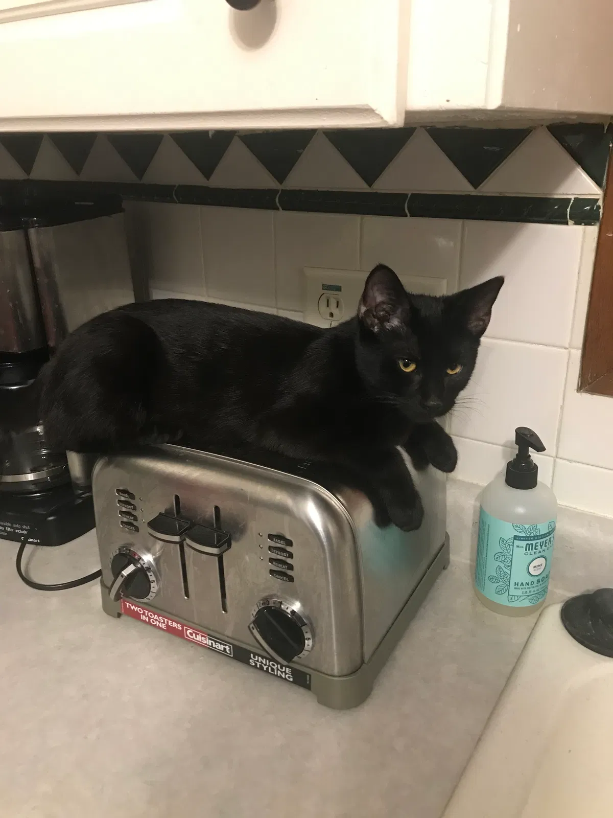 Lost cat in Urbandale, IA, 50322