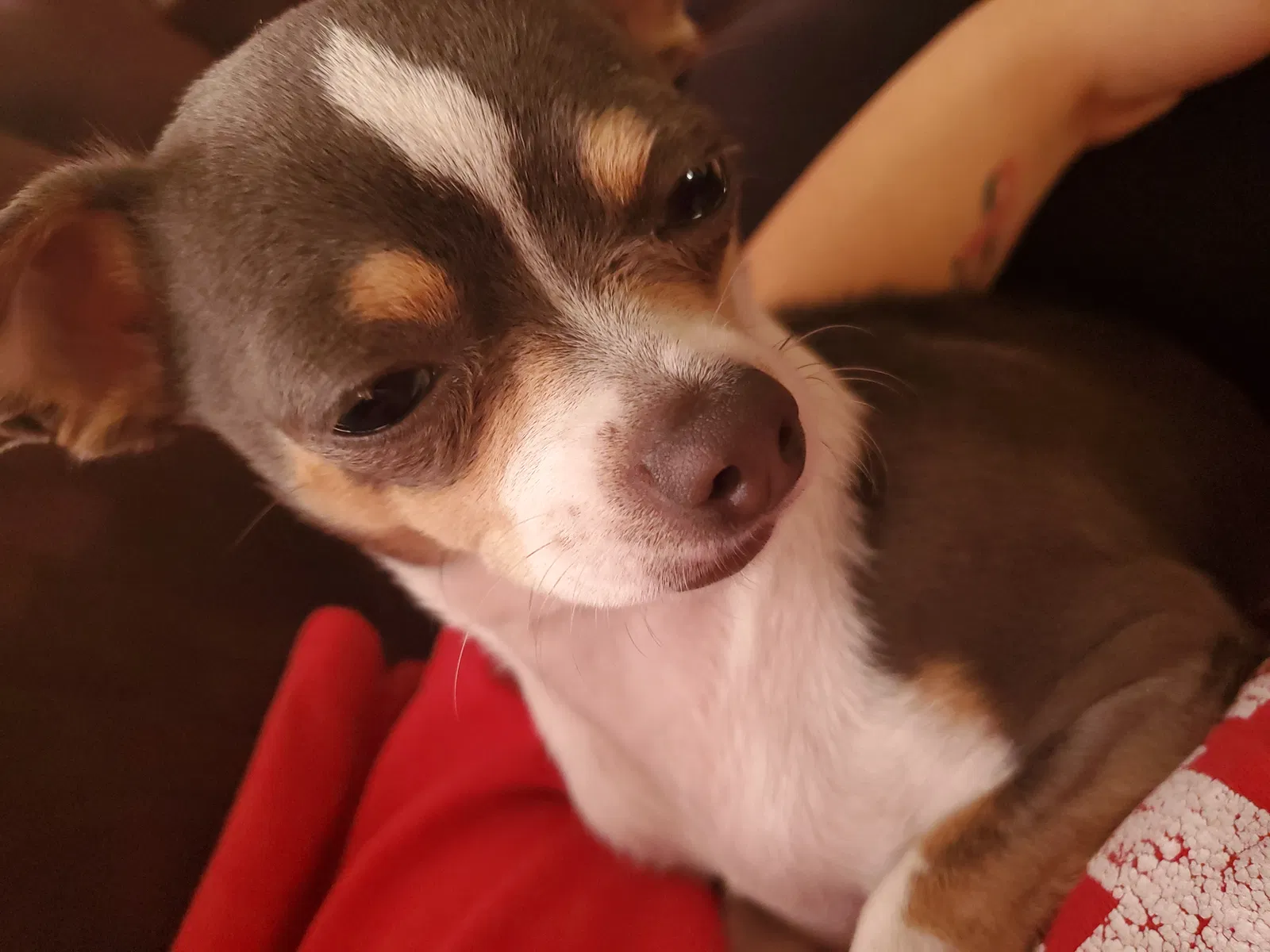 Lost dog in Reno, NV, 89502