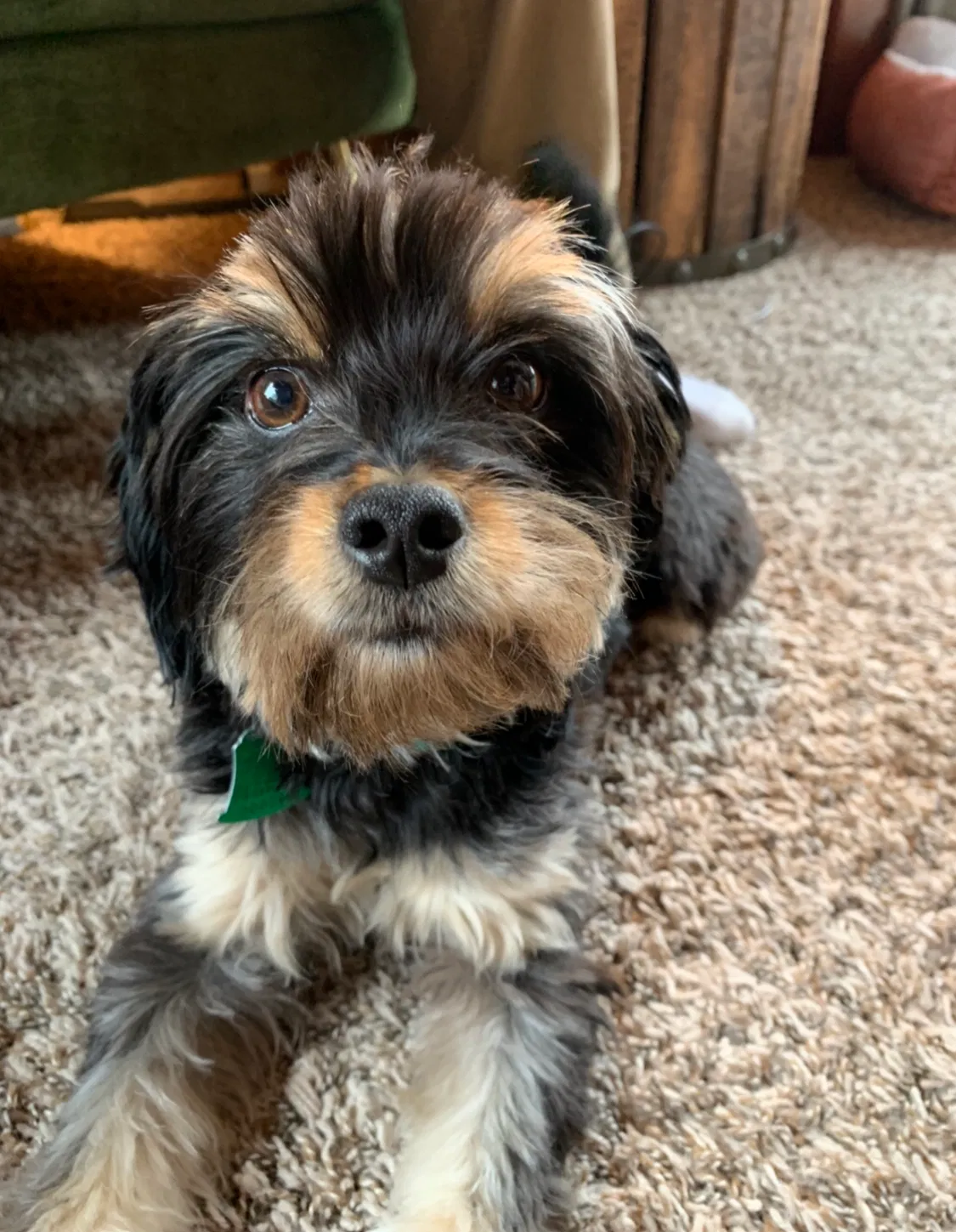 Lost dog in Cleveland, OK, 74020