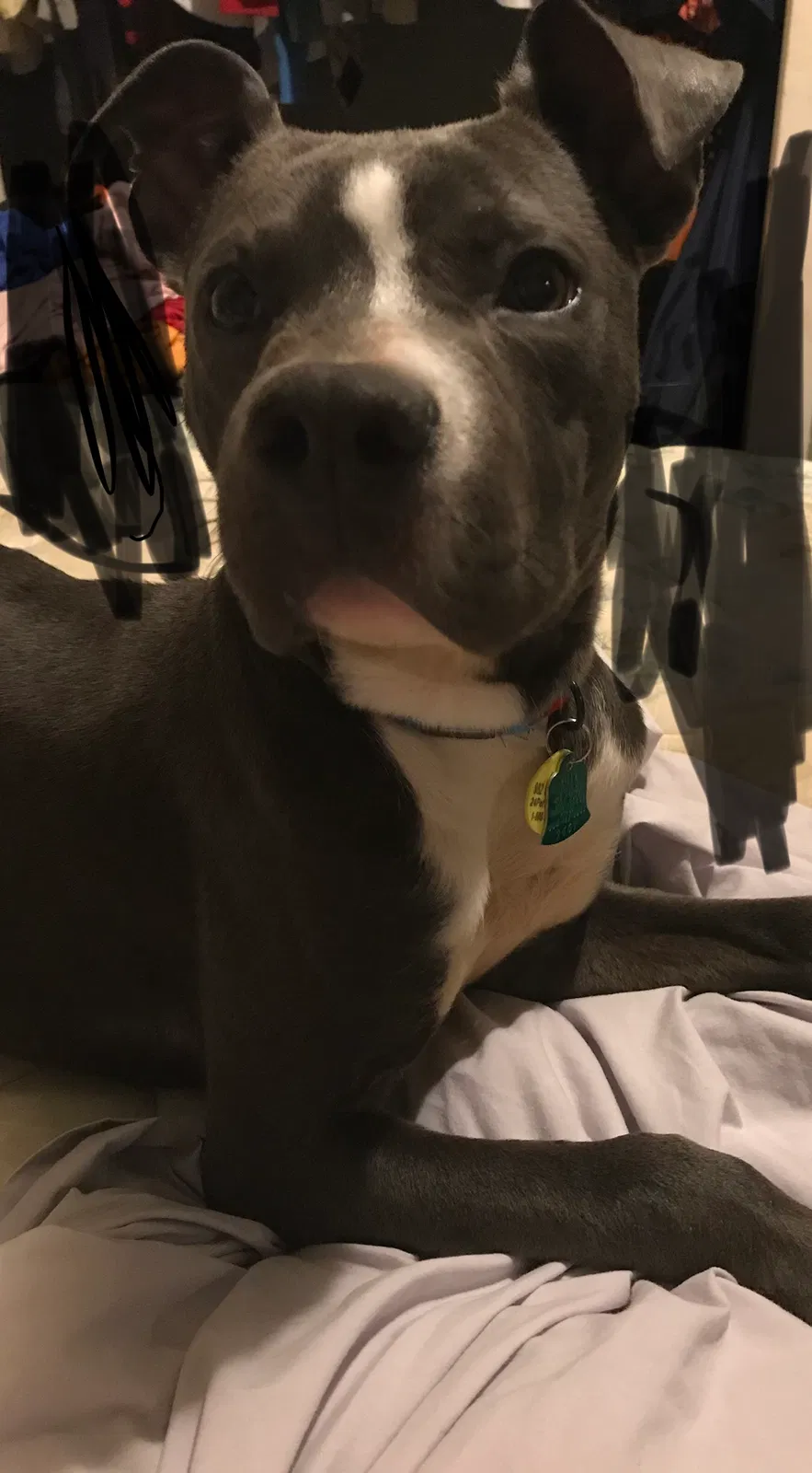 Lost dog in Campobello, SC, 29322