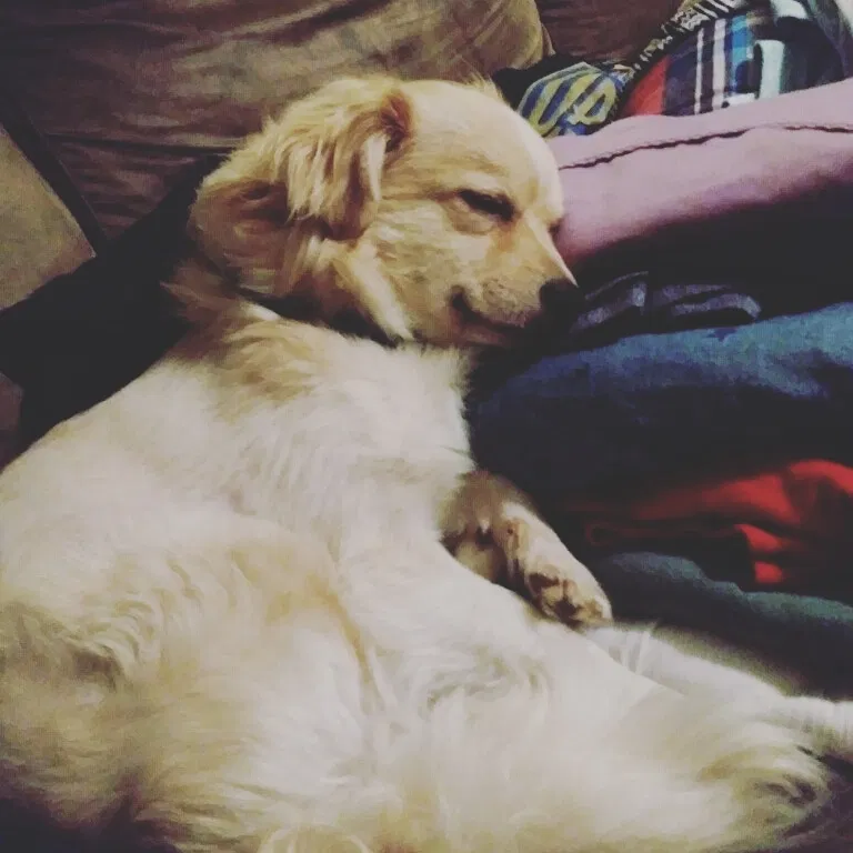 Lost dog in Sun City, CA, 92586
