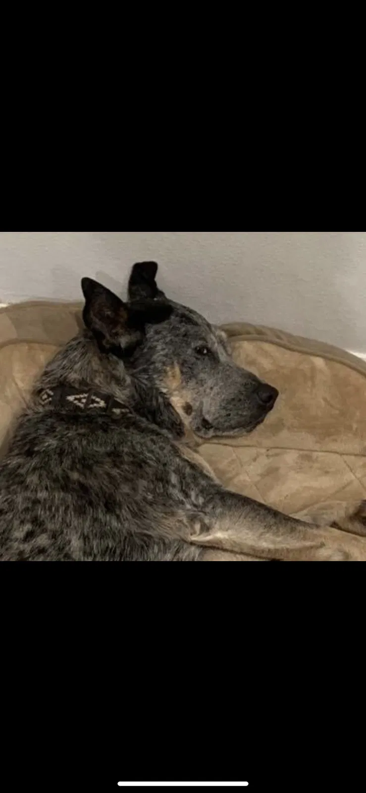 Lost dog in Odem, TX, 78370