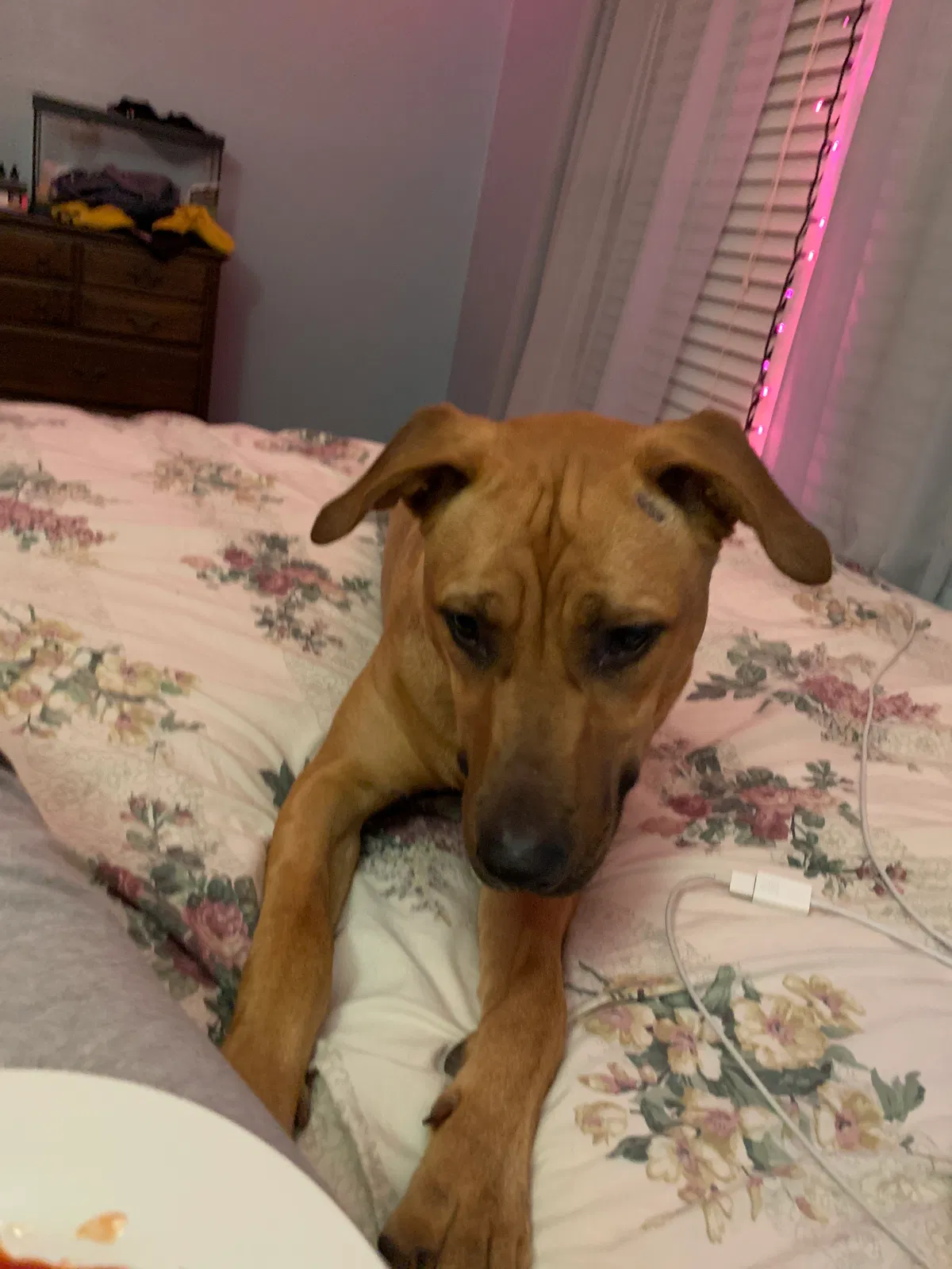 Lost dog in Waco, TX, 76705