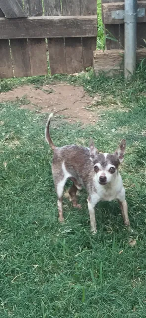 Lost dog in Abilene, TX, 79605