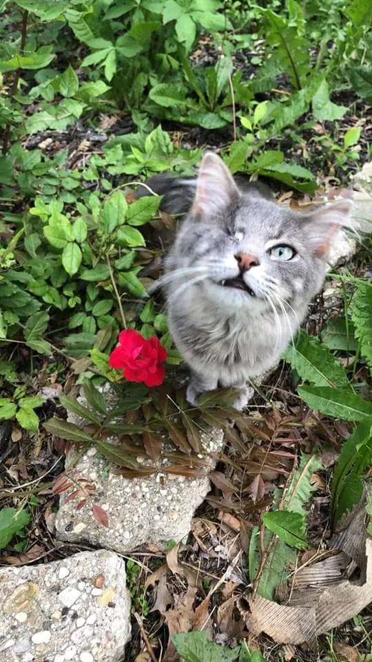 Lost cat in Trivoli, IL, 61569