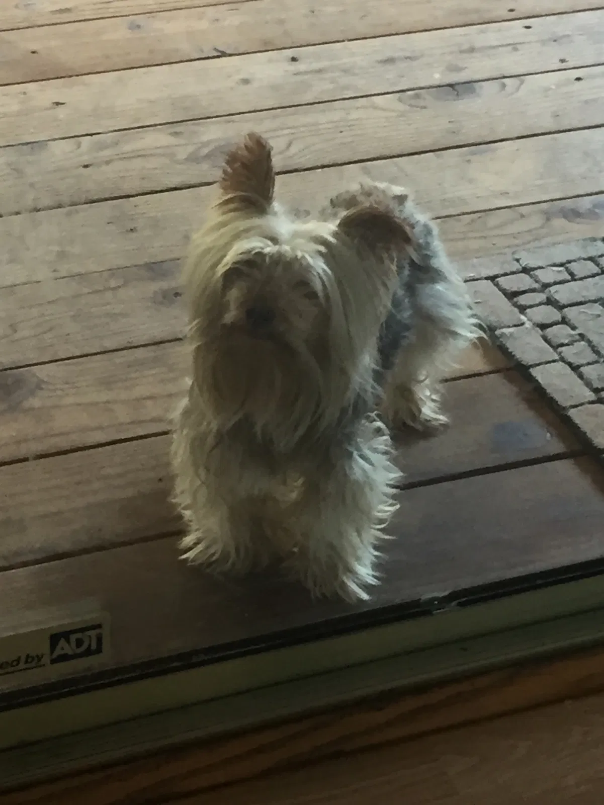 Lost dog in Modesto, CA, 95351
