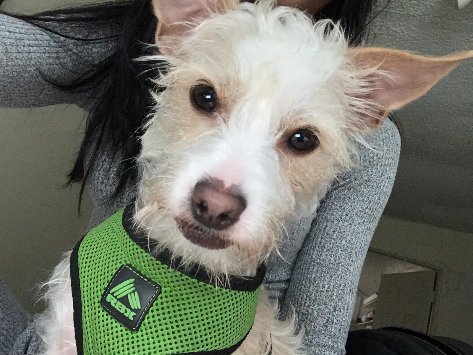 Lost dog in Long Beach, CA, 90813