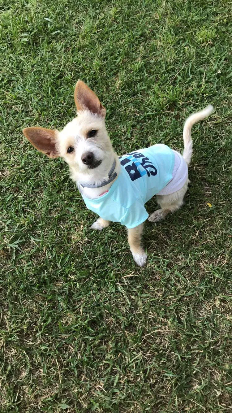 Lost dog in Fontana, CA, 92335