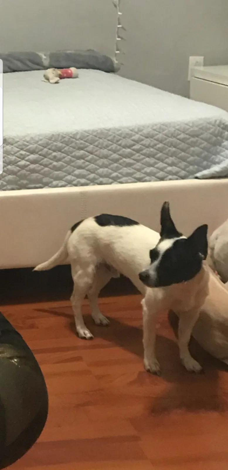Lost dog in Miami, FL, 33135