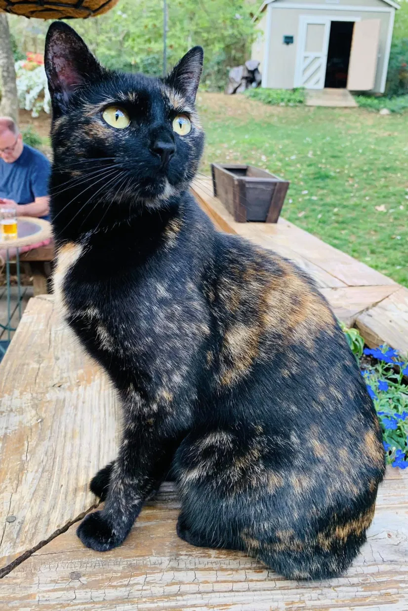 Lost cat in Decatur, GA, 30030