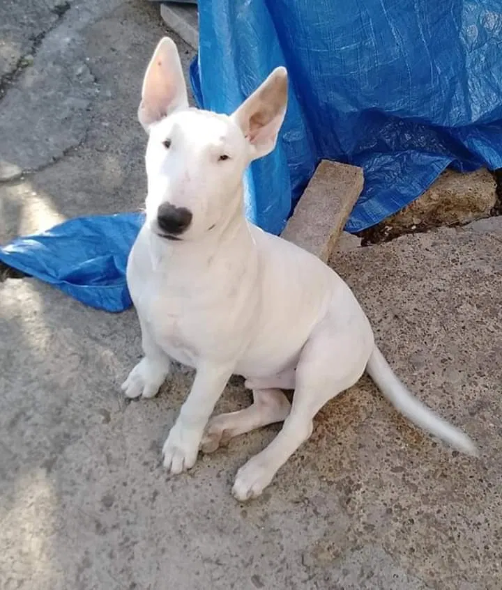 Lost dog in Brownsville, TX, 78521