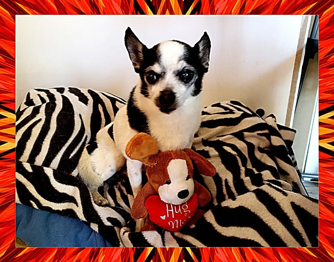 Lost dog in Miami, FL, 33187