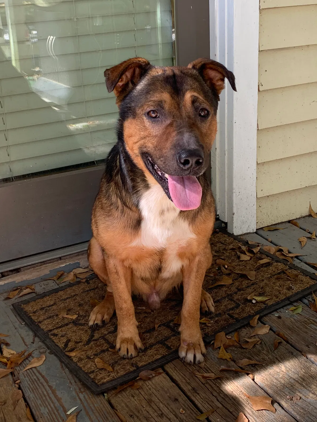 Found dog in Fayetteville, GA, 30215