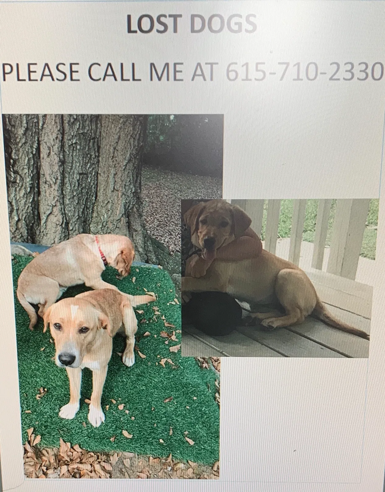 Lost dog in Lithia Springs, GA, 30122