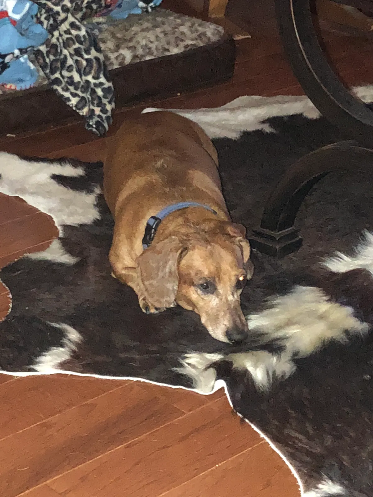 Lost dog in Winchester, IN, 47394