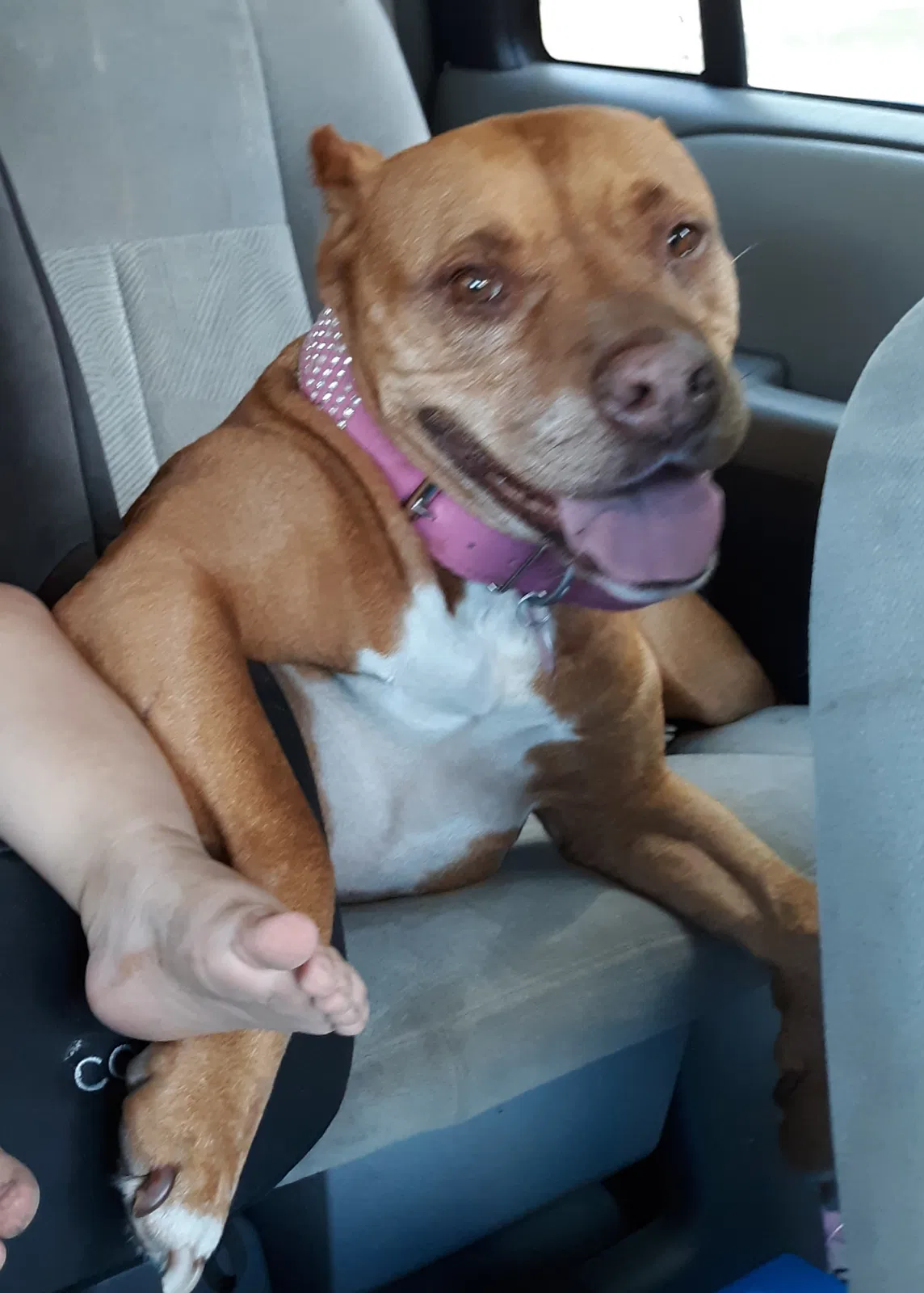 Lost dog in York, AL, 36925