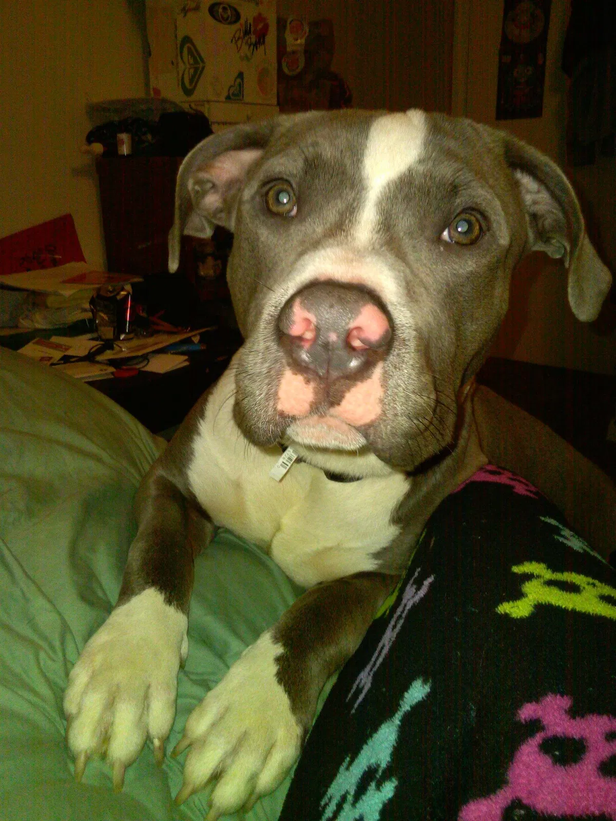 Lost dog in Florence, AL, 35630