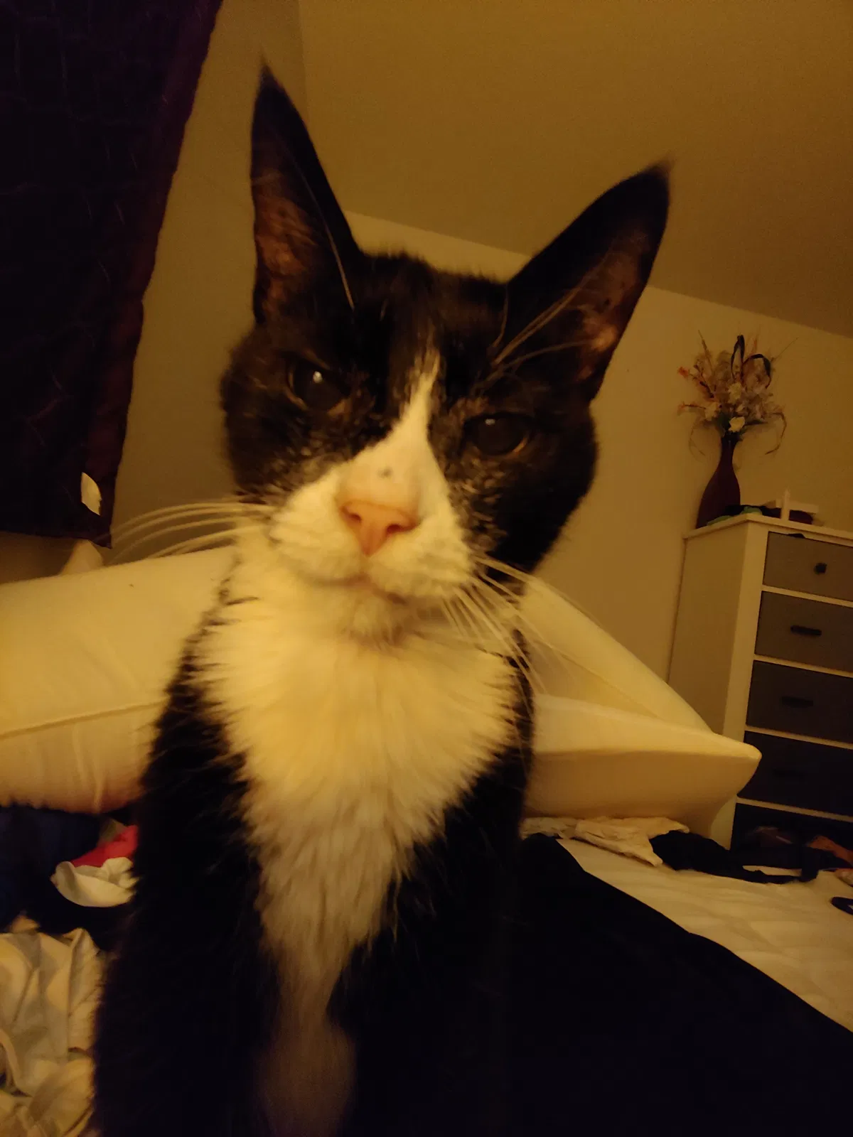 Lost cat in Colorado Springs, CO, 80910