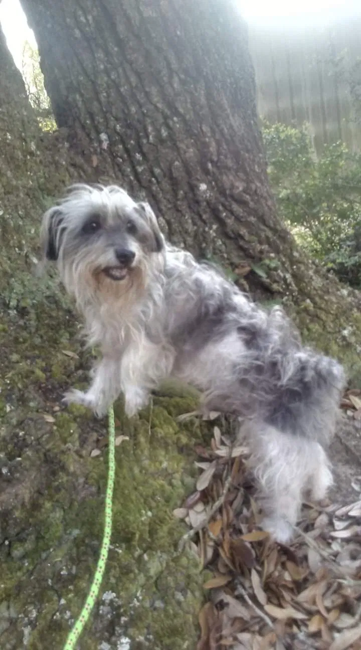 Lost dog in Loranger, LA, 70446