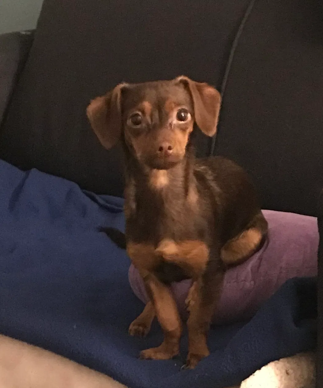 Lost dog in Phoenix, AZ, 85033