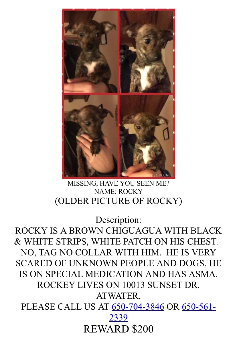 Lost dog in Atwater, CA, 95301