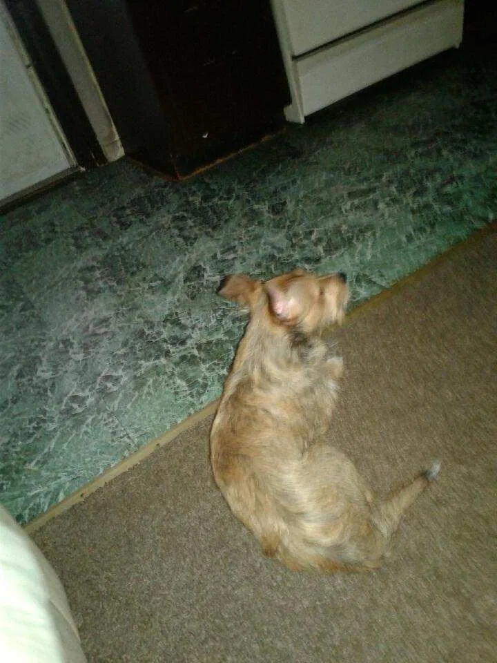 Lost dog in Evansville, IN, 47712