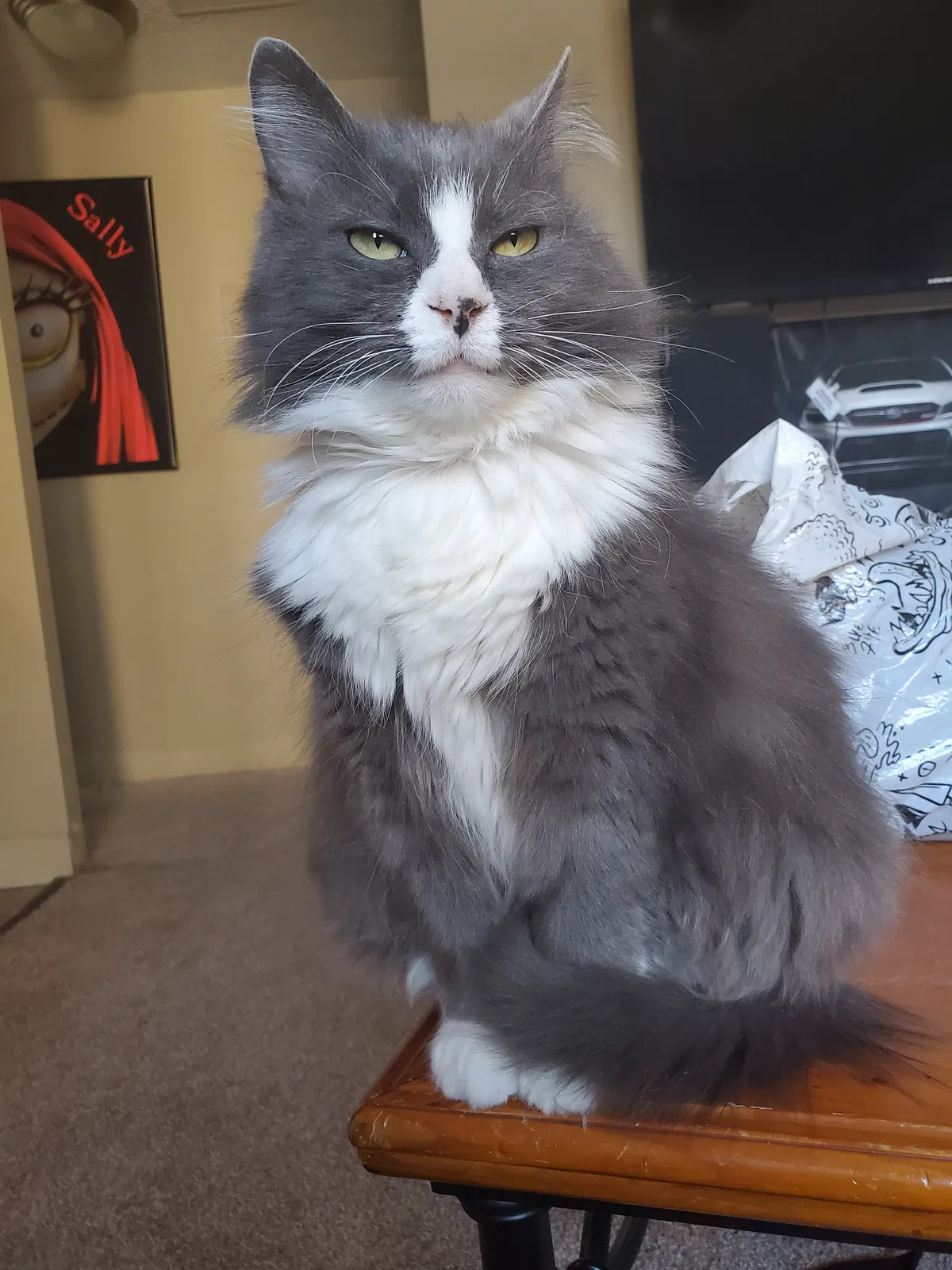 Lost cat in Hilliard, OH, 43026