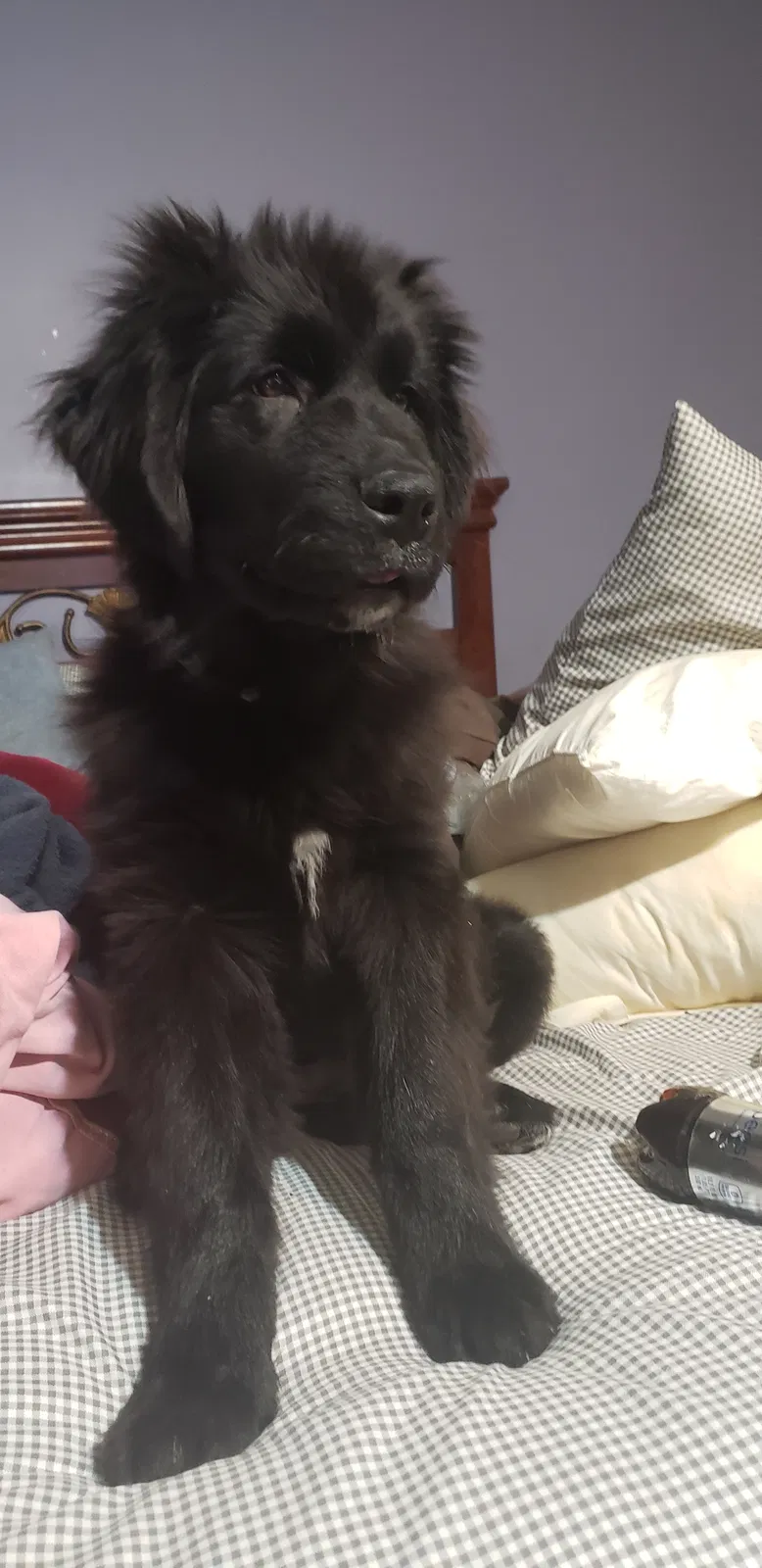 Lost dog in Erie, PA, 16504