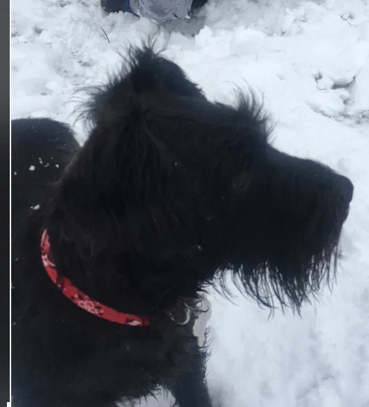 Lost dog in Tucson, AZ, 85747