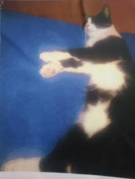 Lost cat in Fairfield, CA, 94533