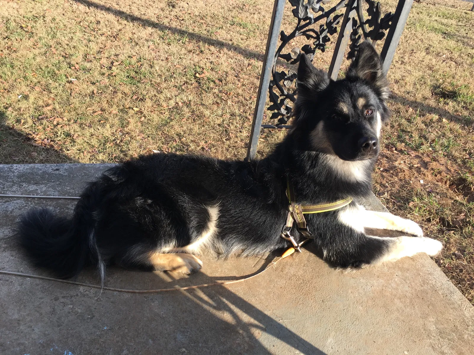 Lost dog in Fort Smith, AR, 72916
