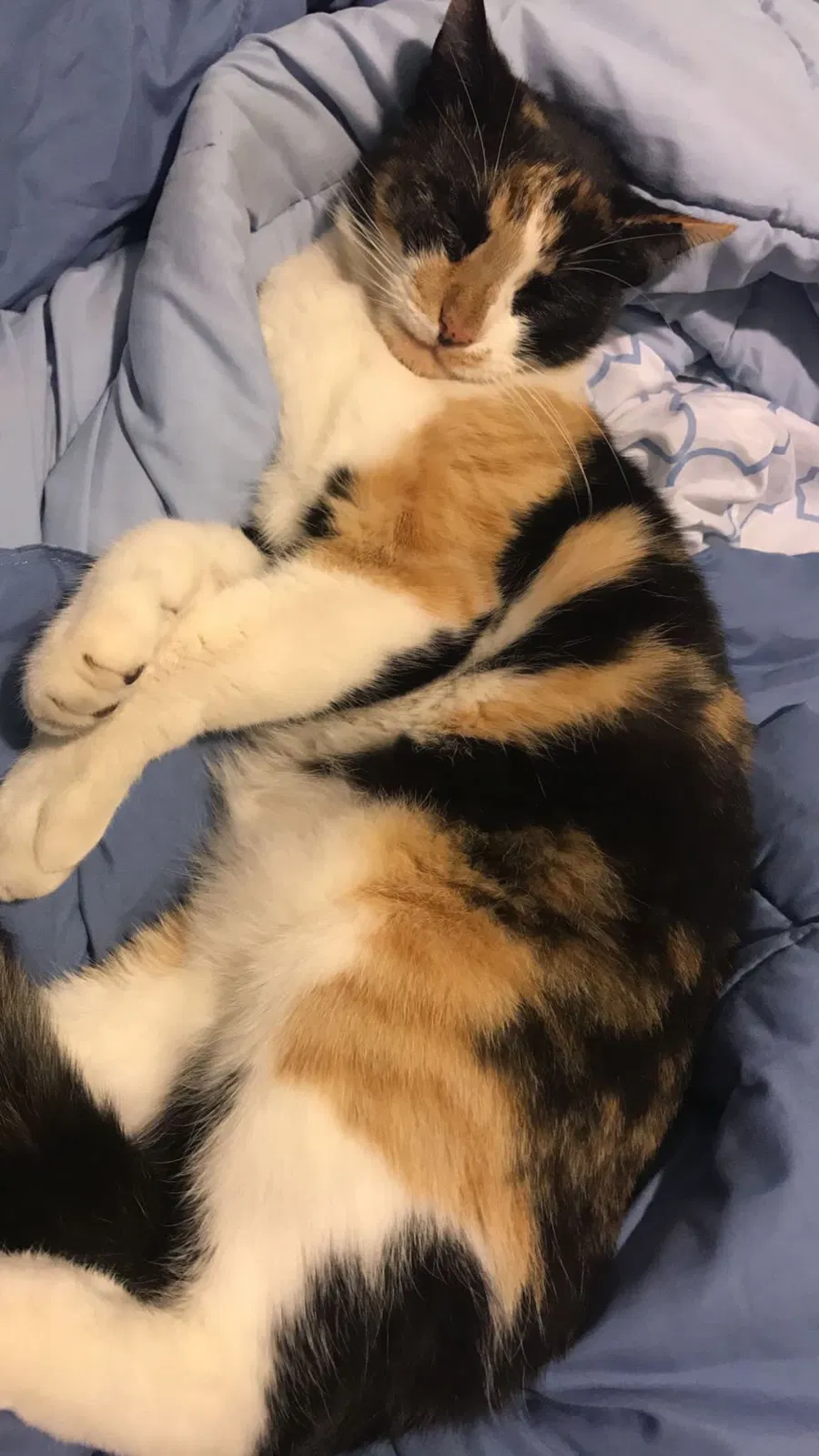 Lost cat in Whittier, CA, 90604
