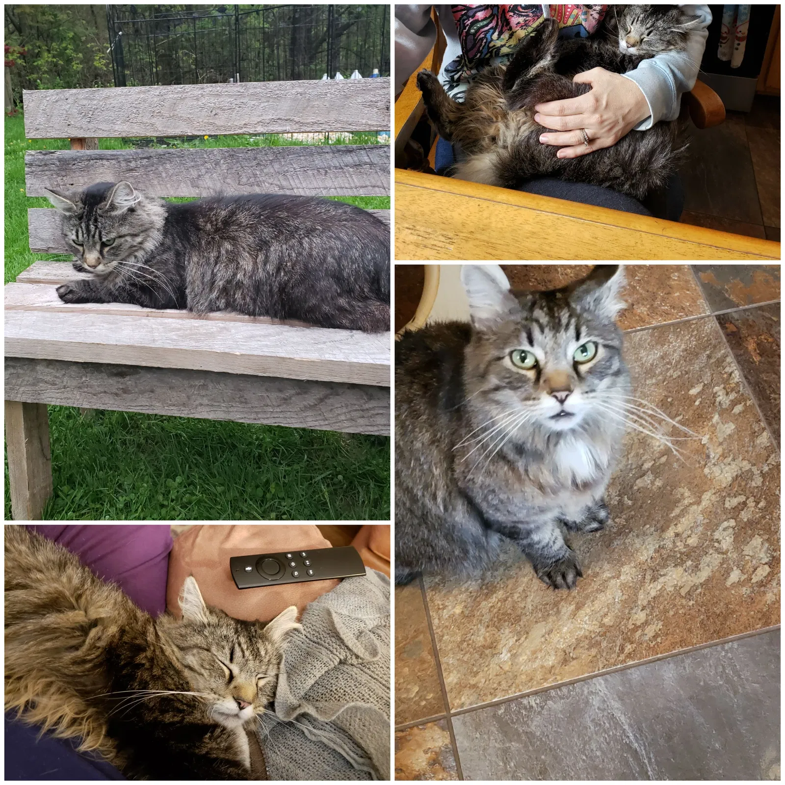 Lost cat in Columbia Cross Roads, PA, 16914