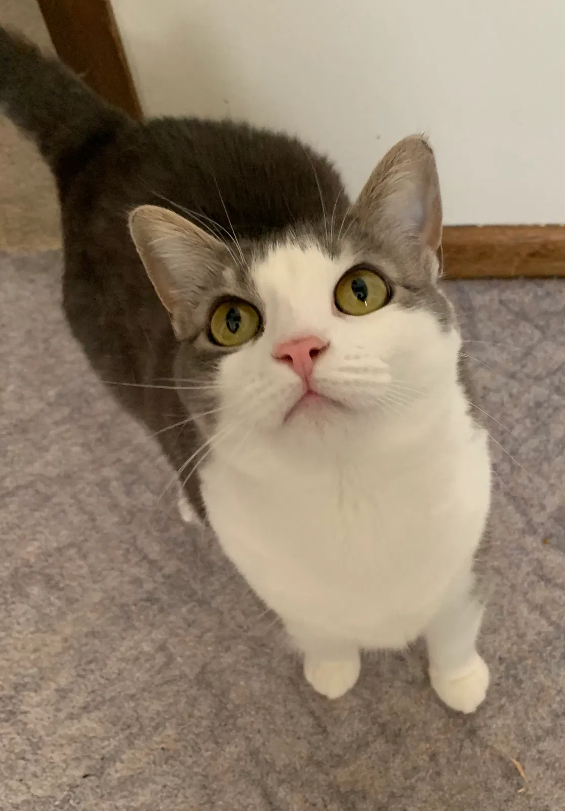 Lost cat in Ankeny, IA, 50021
