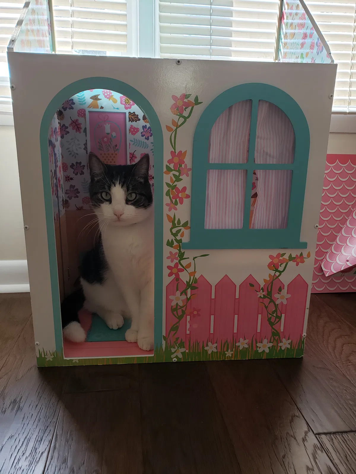 Lost cat in Meridianville, AL, 35759