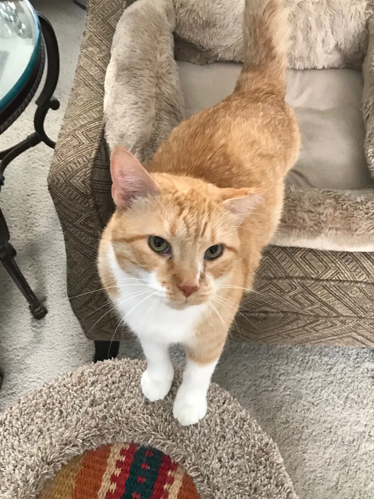 Lost cat in Rochester, MI, 48306