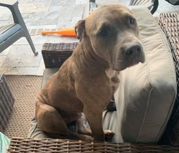 Lost dog in Tallahassee, FL, 32309