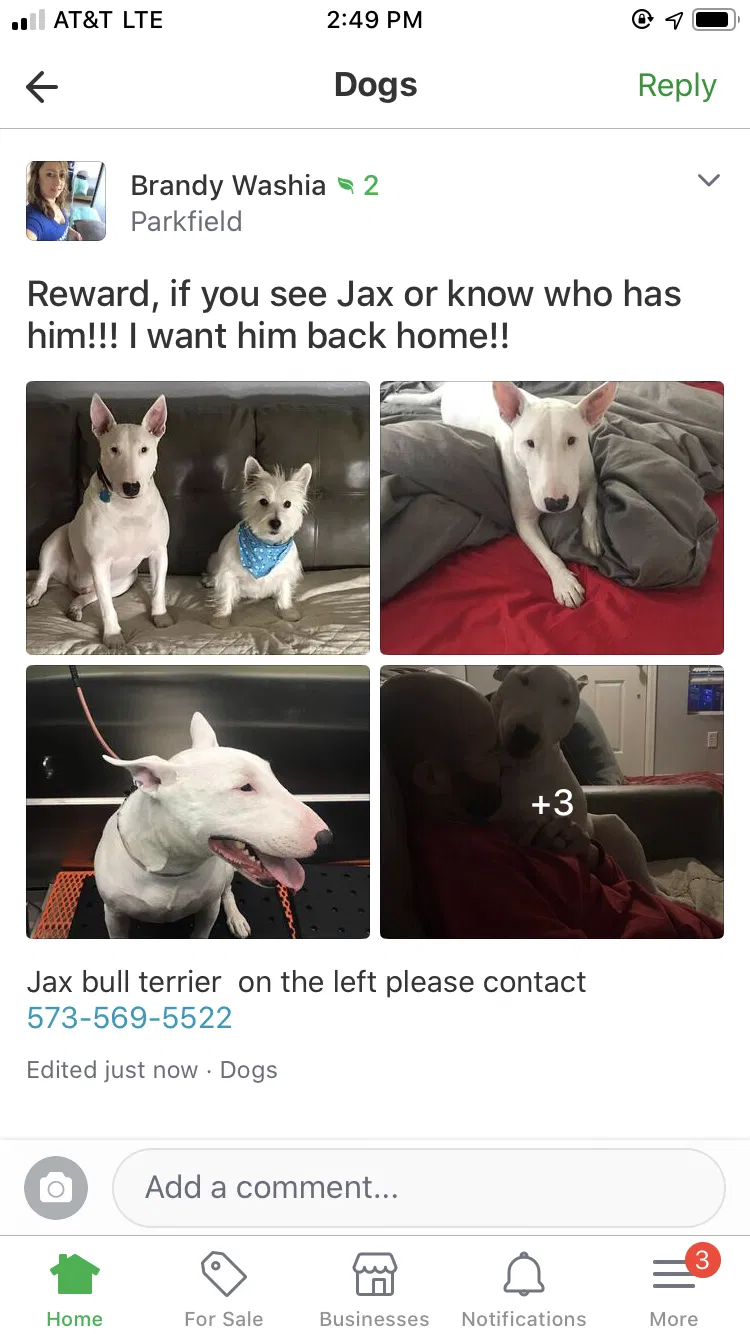 Lost dog in Denver, CO, 80239