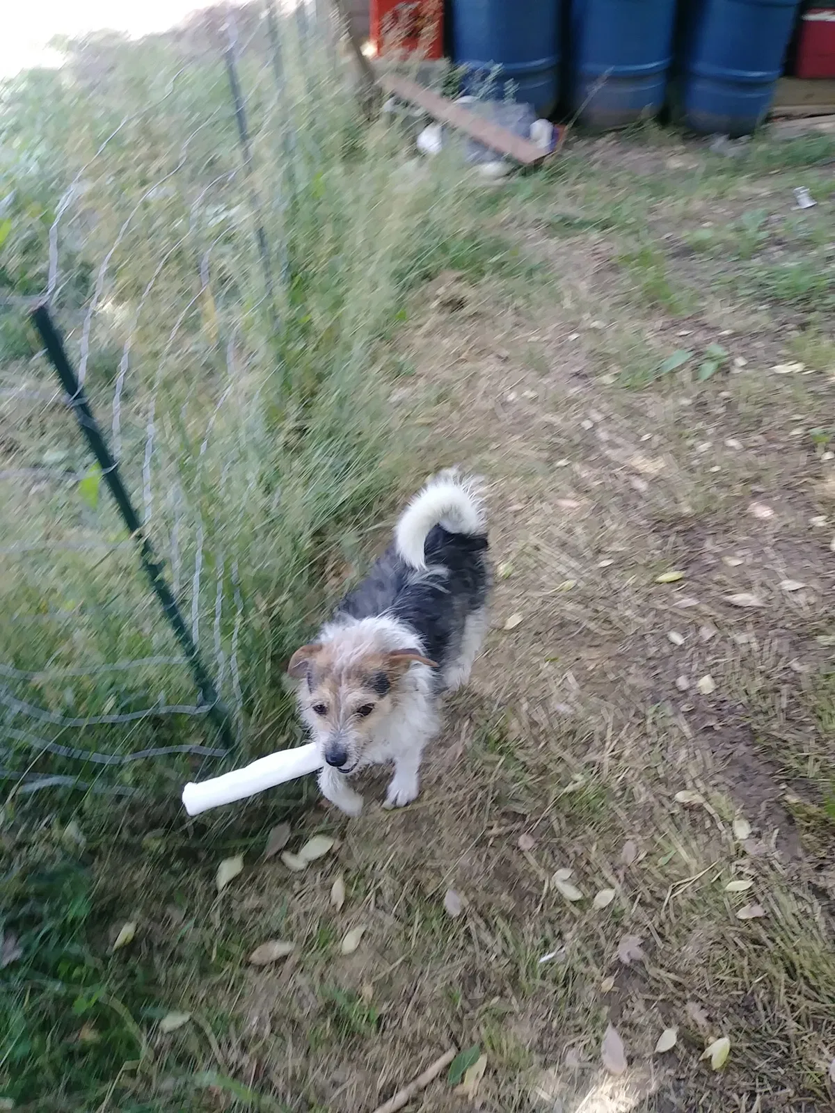 Lost dog in Bulls Gap, TN, 37711
